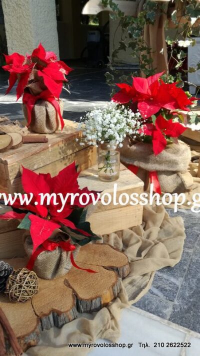 Θέμα  Αλεξανδρινό - Λουλούδι των Χριστουγέννων